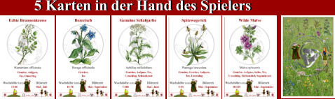 5 Karten in der Hand des Spielers 5 Karten in der Hand des Spielers